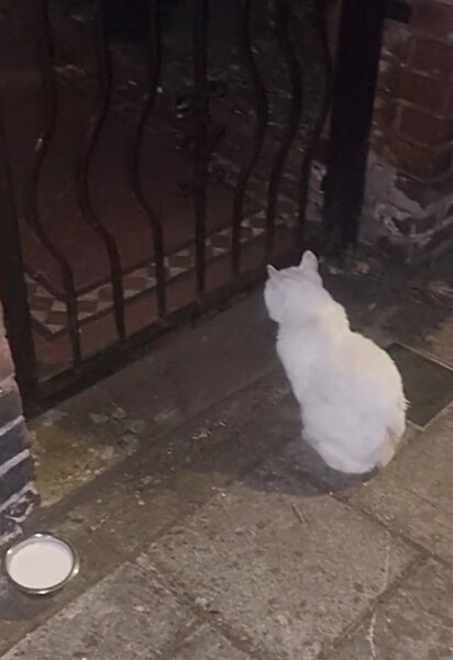 O gato branco estava na calçada, olhando para o portão.