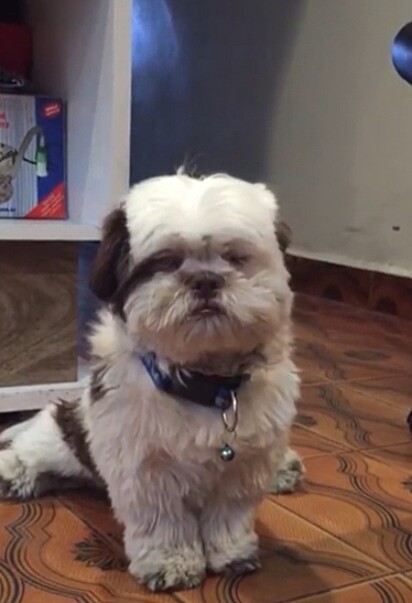 Glock, um cachorro da raça shih-tzu.