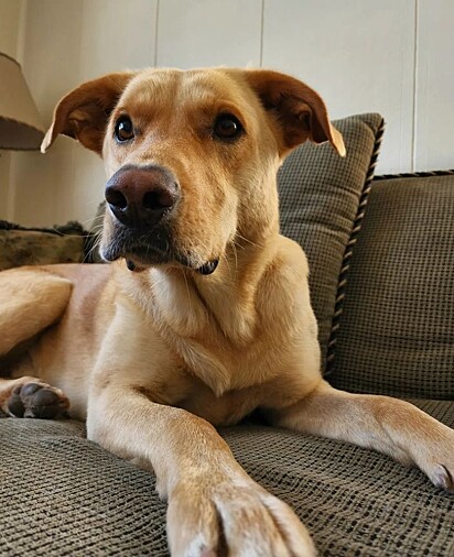 Bryce é um vira-lata caramelo, mistura de labrador com pastor alemão. 