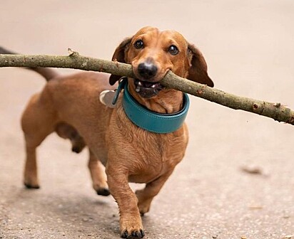 Bosco, um cão dachshund que adora carregar gravetos.