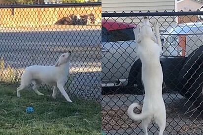 Cão cego e surdo consegue perceber seu tutor chegando em casa e o momento mais feliz acontece