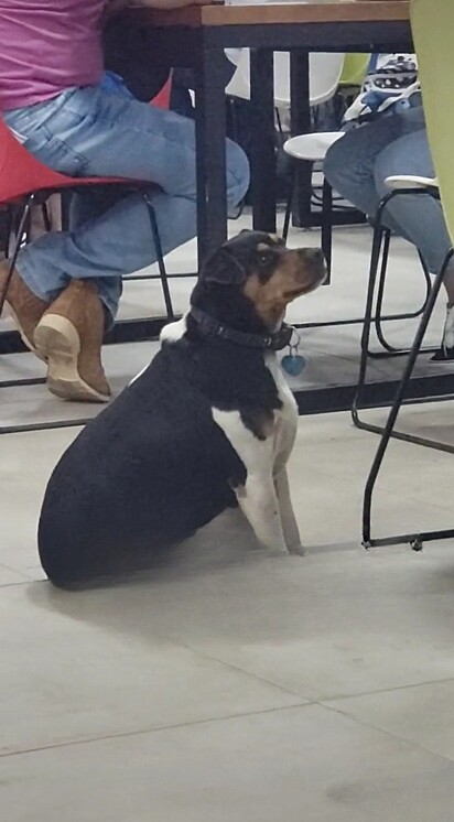 O cachorro “Pitoco” é o mascote de uma universidade.