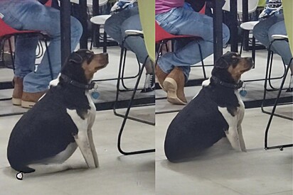 Cachorro pede comida a estudantes em universidade, mas dessa vez ele não ganha e motivo viraliza