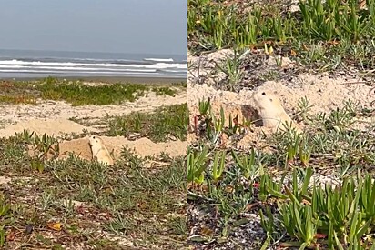 Durante passeio na praia, jovem fica emocionada ao encontrar animal raro e extremamente fofo.