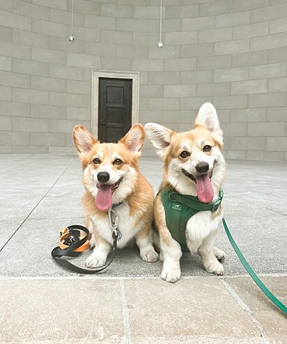 Dash e Lili, dois cães da raça corgi.