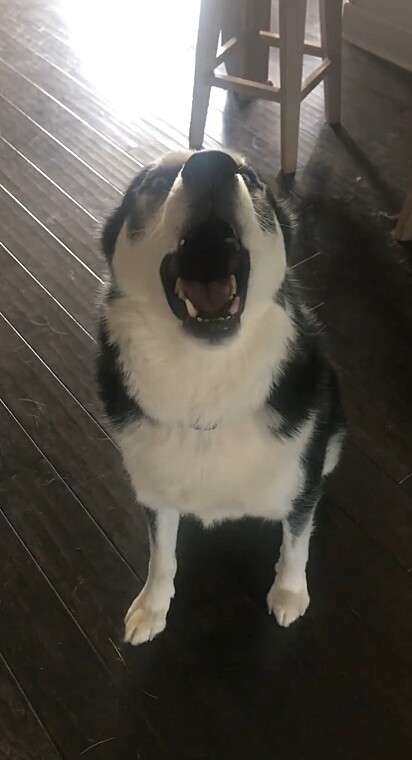 Ela queria saber quem estourou uma bola e ele decidiu retrucá-la.