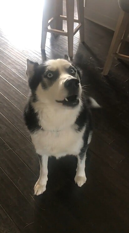 O cão Blu, da raça husky siberiano, foi confrontado pela dona.