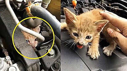 Gato se esconde no motor de carro e é achado após motorista percorrer 30 km