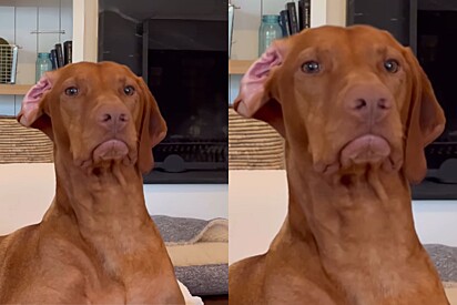 Cachorro vizsla é orientado a se comportar em creche para cães - mas tutora recebe vídeo provando que ele não ouviu.