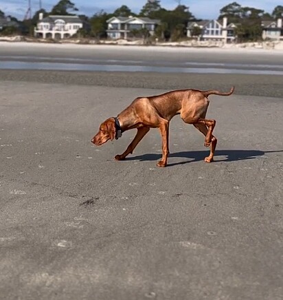 O vizsla é um cão do tipo Pointer.