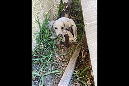 Cachorrinha é encontrada entre arbustos escondendo um segredo adorável.