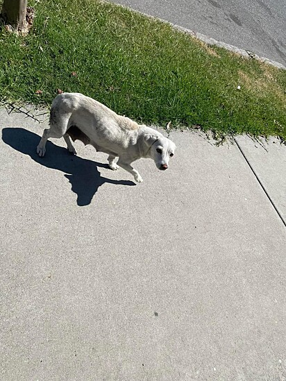 A cachorrinha Carol se assustou com o movimento e fugiu.