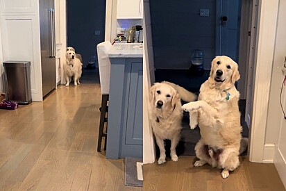 Cão golden retriever, com vontade de comer petiscos, deixa claro o que quer para tutora e vídeo faz milhões rirem.