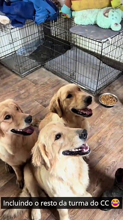 Os cães estão se adaptando com a presença do bebê.