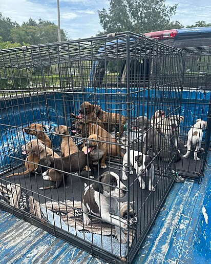 O abrigo contou 16 filhotes de cachorros abandonados dentro das gaiolas.