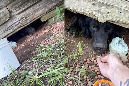 Cachorro escondido embaixo de casa guardava algo muito precioso.