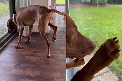 Clyde adora apontar para animais que encontra.