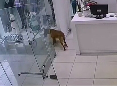 A cadela ficou muito interessada em uma pantufa que viu na vitrine.