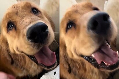 Golden retriever insiste para que tutora o siga - e então ela descobre o bebê que ele encontrou