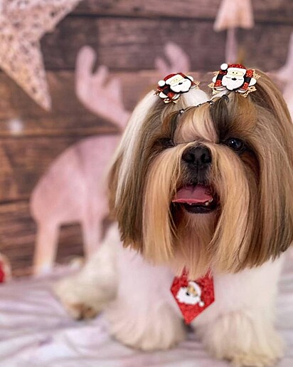 Bread é um shih-tzu cheio de personalidade.