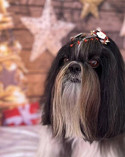 Oreo, irmão canino de Bread.