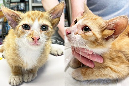 Gato com quatro orelhas. Gato amarelo chega até abrigo de animais - então funcionários notam algo muito diferente no seu rosto.