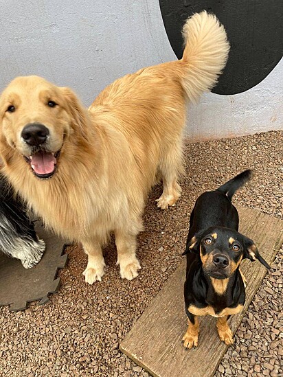 Rocky Balboa, o golden retriever, e Masha, a vira-latinha.