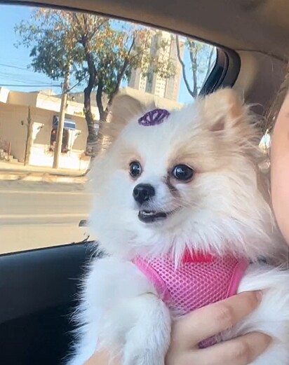 A Lulu da Pomerânia fica desesperada quando sua tutora se afasta.