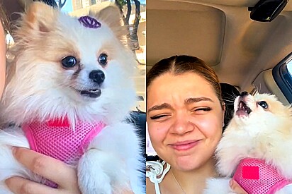 Lulu da Pomerânia começa barraco após tutora demorar longuíssimos 2 minutos para voltar até ela.