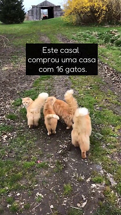 Os felinos eram acostumados com a presença humana e aceitaram os novos proprietários.