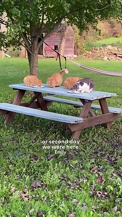 Todos vivem em harmonia com os outros animais da fazenda.