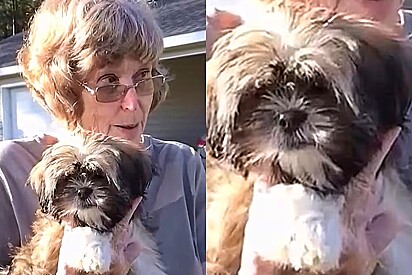 Cão da raça lhasa apso ajuda a salvar idosa de 81 anos vítima de derrame cerebral.