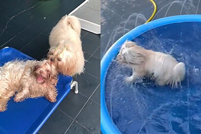 Vídeo prova por que cão da raça shih-tzu é o mais problemático de creche para cachorros.