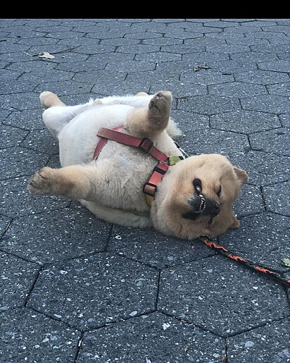 Cachorro Lulu da Pomerânia fingindo estar morto. Lord é campeão em fingir-se de morto.