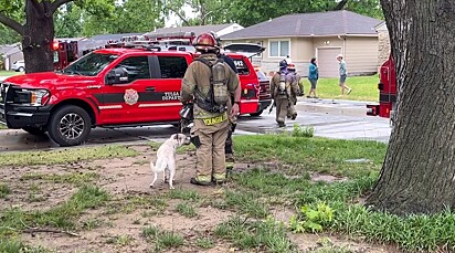 Os pets e a família foram resgatados sem ferimentos pelos bombeiros.