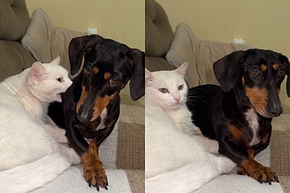 Cachorrinha dachshund que vive um relacionamento tóxico com gato tem seu caso exposto na web.