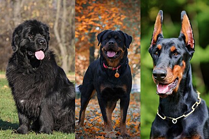 Conheça o cão mistura de terra nova, rottweiler e doberman que vem impressionando a internet com sua beleza.