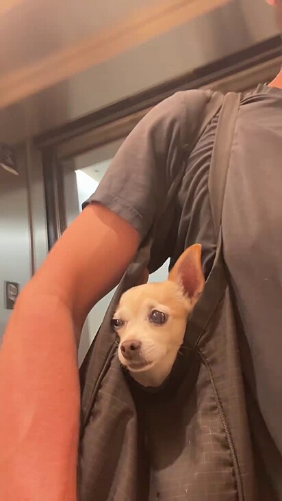 A cachorrinha entrou no hospital sendo carregada dentro de uma bolsa.