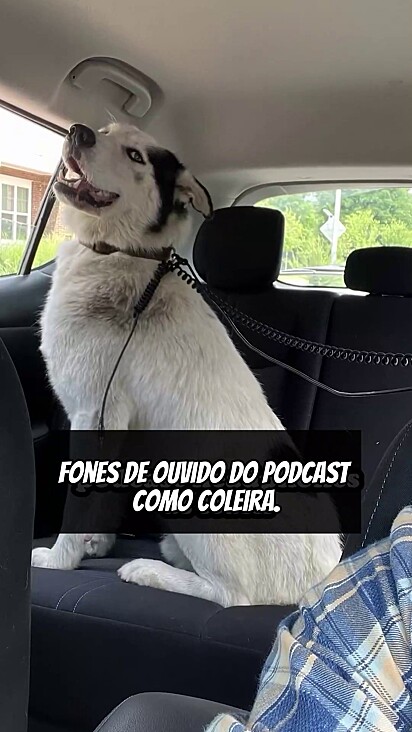 Desde o primeiro momento em que entrou no carro, o cachorro não parou de sorrir.