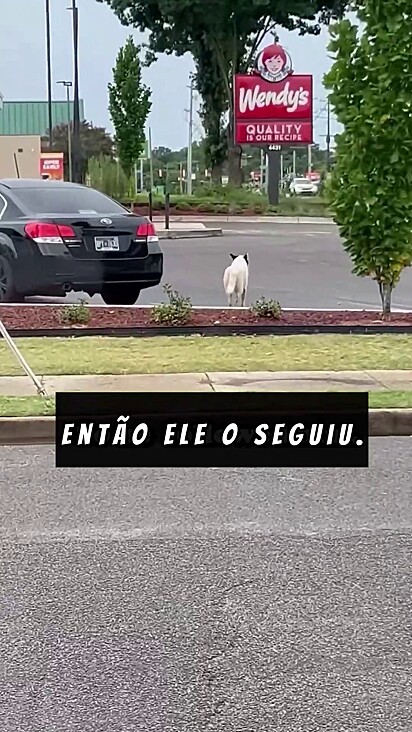 O jovem sentiu que precisava ir atrás do cachorro.