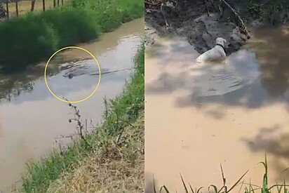 Ao escutar sons vindos de córrego, homem se depara com animal lutando para sobreviver e resolve tomar atitude.