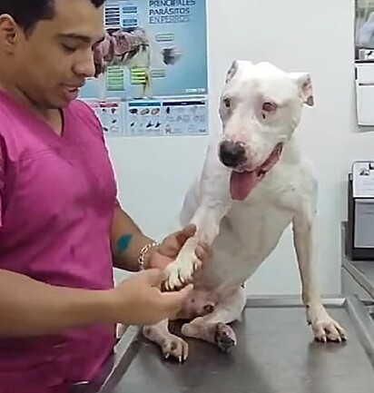 Nemo foi levado ao veterinário e está em tratamento.