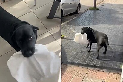 Conheça Otto, cão labrador que ficou famoso por realizar as compras para seu tutor.