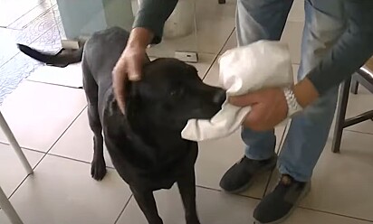 Otto chegando na padaria com o pedido na boca. 