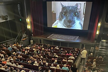 Festival de cinema independente exibe 73 minutos de vídeos de gatinhos.