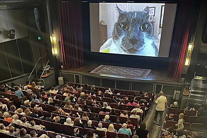 São 73 minutos de vídeos de gatos sem parar.