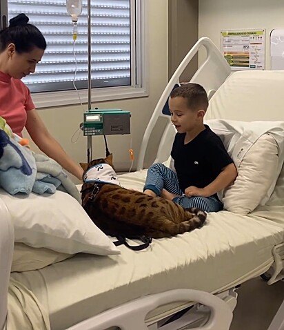 O gato percorre os corredores hospitalares para espalhar alívio e alegria às crianças internadas.