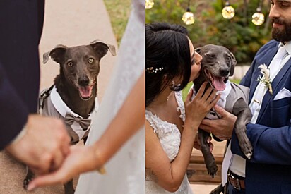 Cachorrinho vira-lata mostra como roubou a atenção em casamento de tutores e transformou em um evento sobre ele.