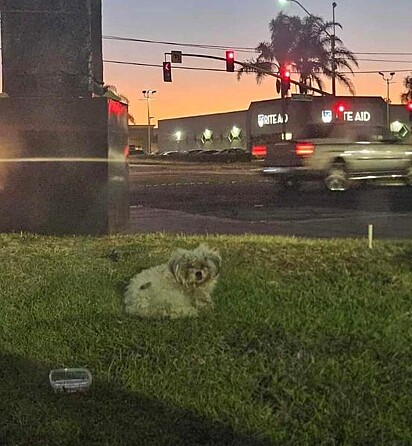 O cachorrinho foi encontrado nos arredores de um drive-thru.