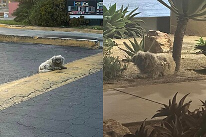 Por meses, cão foi ignorado em frente ao drive-thru até que cliente o notou e mudou a sua vida.